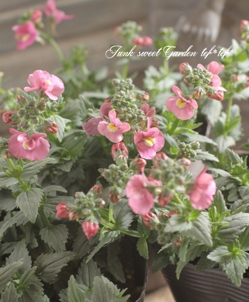 �͵��餭�����ɺ��ͥ᥷�����˥� �إԥ󥯡�