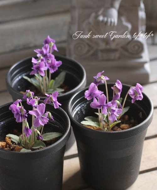 i>Viola</i><BR><BR>大人可愛い宿根スミレ<BR>八重咲き『ノジスミレ