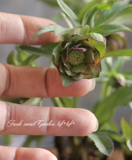 i>ナーセリー夢花人</i><BR><BR>三浦孝之氏作出<BR>クリスマスローズ