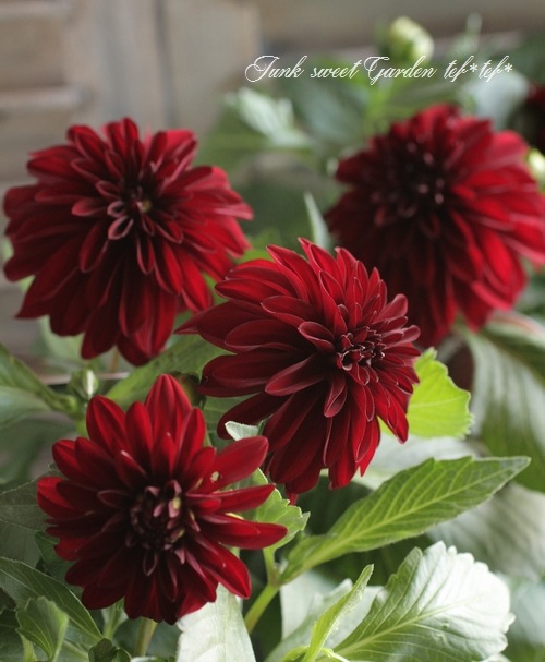 i>Dahlia imperialis </i><BR><BR>赤黒ダリア・ヒプノティカ<BR