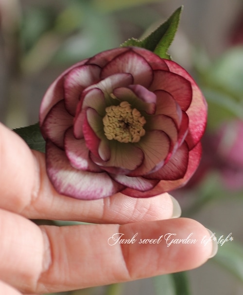 i>Helleborus</i><BR><BR>クリスマスローズ・開花株！<BR>『ダブル咲き