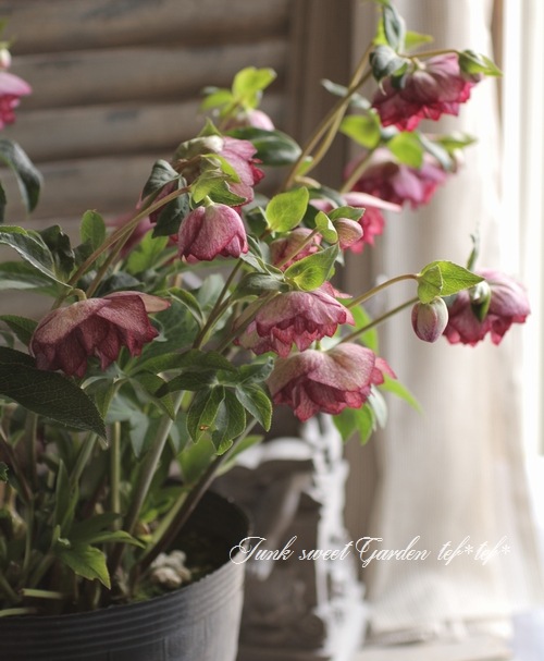 i>Helleborus</i><BR><BR>クリスマスローズ・開花株！<BR>『ダブル咲き