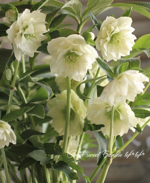 i>Helleborus</i><BR><BR>クリスマスローズ・開花株！<BR>『ダブル咲き