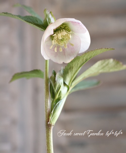 クリスマスローズ ss絞りピンク 親株放出品 クリスマスローズ ss絞りピンク 親株放出品