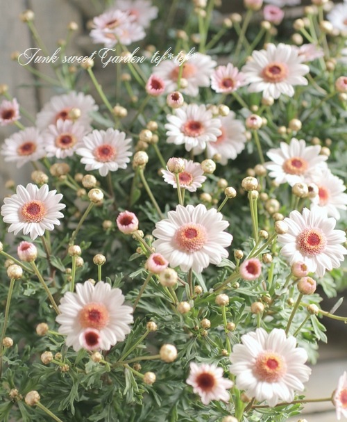 <i>Argyranthemum frutescens</i><BR><BR>�ޡ�����å�<BR>�ϥˡ��ӡ����꡼��<BR>�إ��֥�ۥ磻�ȥԥ󥯡�