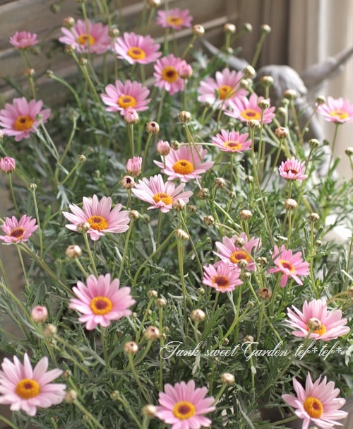 <i>Argyranthemum frutescens</i><BR><BR>�ޡ�����å�<BR>�ϥˡ��ӡ����꡼��<BR>�إ饤�ȥԥ󥯥�����������