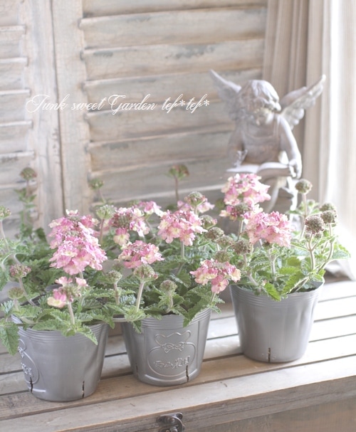 栄養系バーベナ ラナイ ヴィンテージウォッカ すべての商品 Junk Sweet Garden Tef Tef