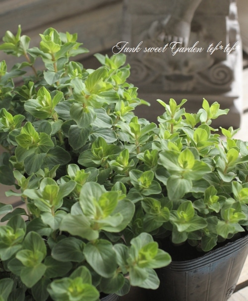 �֥��쥬�Ρ��إ٥ꥷ��١�