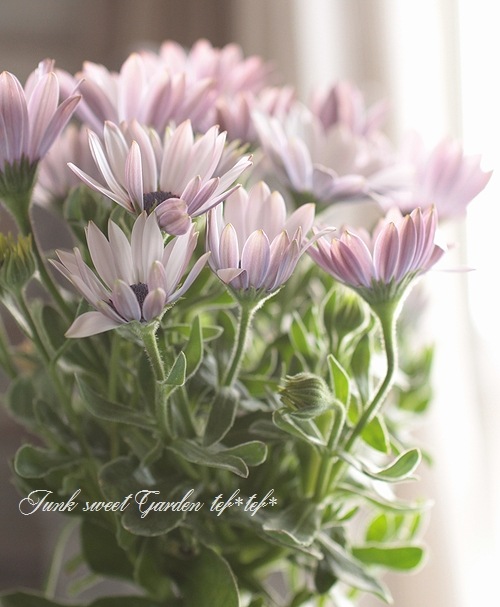 オステオトーム セン オステオトーム セット｜株式会社インプラテックスの取扱い商品