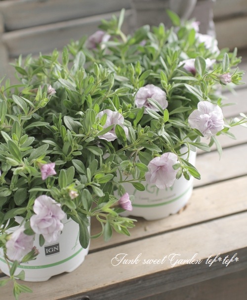 i>Calibrachoa sp</i><BR><BR>八重咲き！カリブラコア<BR>ペティダブル