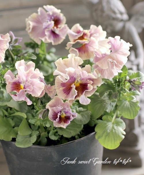 <i>Violawittrockiana </i><BR><BR>ե󥸥ѥ󥸡<BR>2014ǯοʼ<BR>إߥ奷<BR>5ȭؤpink