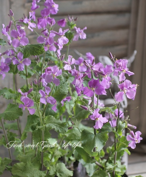 <i>Orychophragmus</i><BR><BR��ֺ�<BR>�إ�饵���ϥʥʡ�<BR>�إХ�����åȡ����ꥳ�ե饰�ॹ��