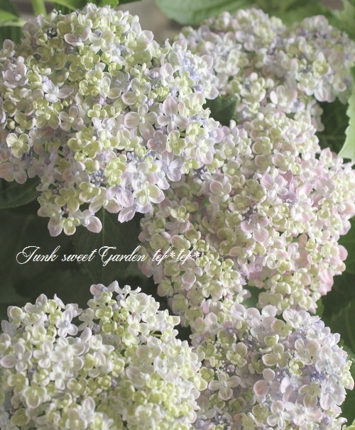 դ۲֡ޤ餭ػĻ -ߥɥ- ޤ