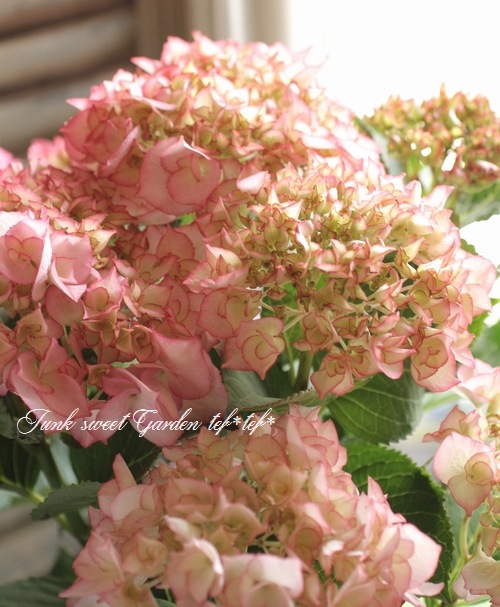 i>Hydrangea</i><BR><BR>豪華な八重咲き紫陽花<BR>『マリー