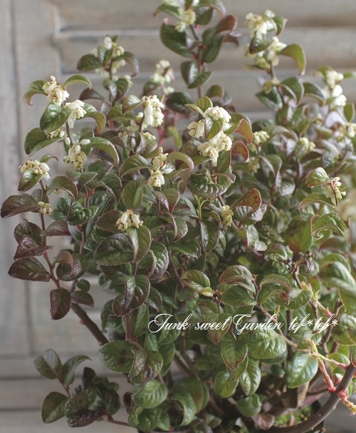 <i>Leucothoe axillaris</i><BR><BR>����ꥫ����ʥ�ƥ�<BR>�쥦���ȥ�<BR>�إ����꡼��åɡ�