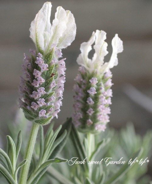 i>Lavandula stoechas</i><BR><BR>最新品種！<BR>大輪フレンチ