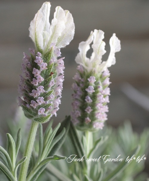 <i>Lavandula stoechas</i><BR><BR>ǿʼ<BR>إե٥<BR>SLۥ磻ȡ