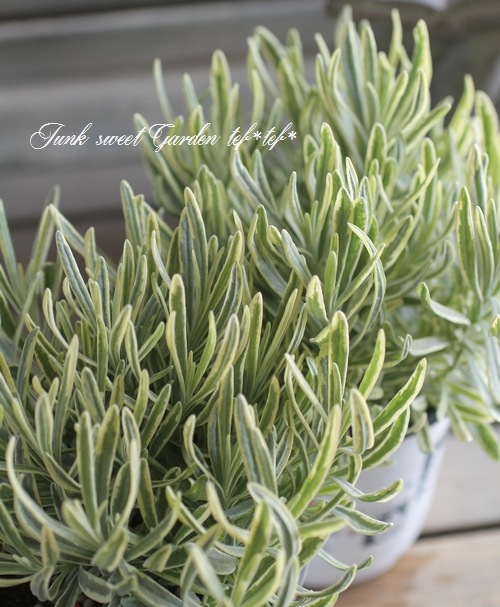 ホワイトラベンダー 6570f1edd3e1bc4e870b690b.jpg?