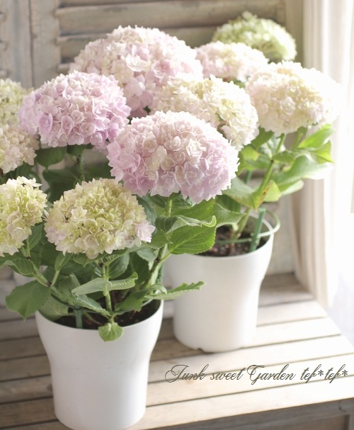 i>Hydrangea</i><BR><BR>八重咲き紫陽花<BR>『夢空』 | すべての