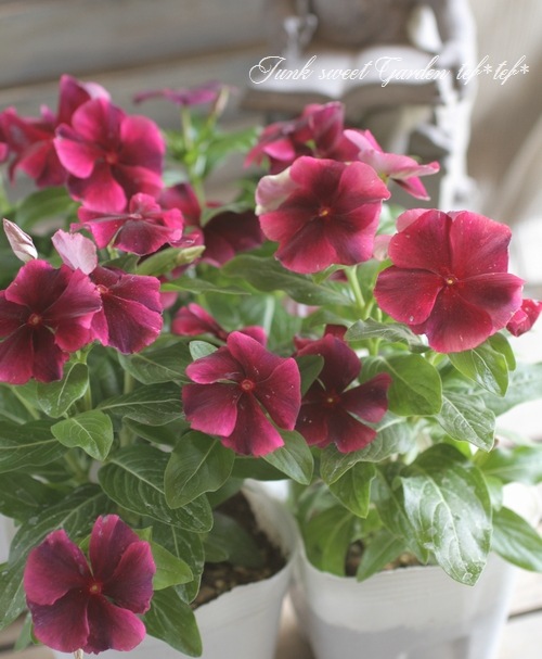 <i>Catharanthus roseus</i><BR><BR>˥˥<BR>ӥ<BR>إѥ饽 磻