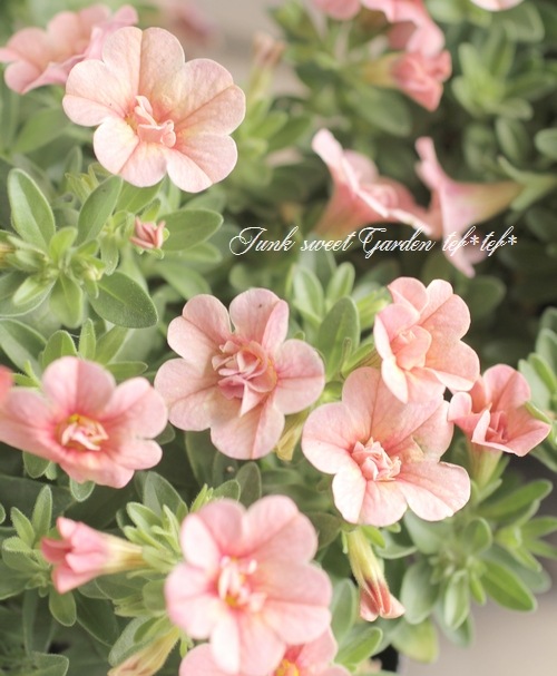 八重咲き！カリブラコア ティフォシーダブル アンティークシリーズ No