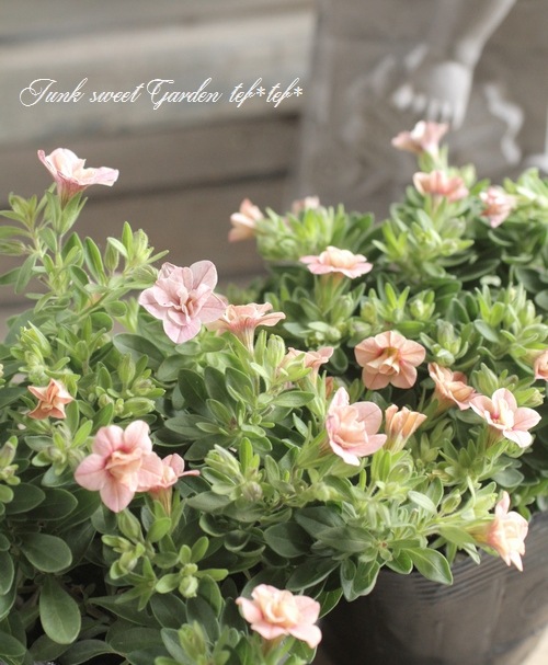 Ȭ�ź餭������֥饳�����ƥ��ե��������֥롡����ƥ��������꡼�� No.4