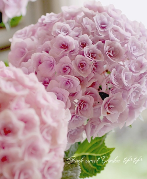 i>Hydrangea</i><BR><BR>八重咲き紫陽花<BR>『フェアリーキッス