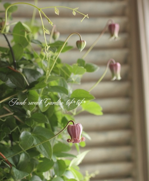 i>Clematis viorna</i><BR><BR>クレマチス・ヴィオルナ<BR