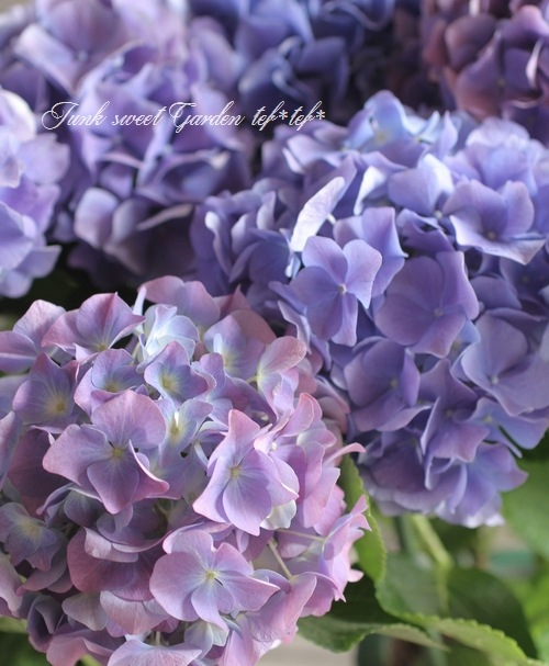 i>Hydrangea</i><BR><BR>秋色紫陽花品種<BR>『ブルーウェーブ