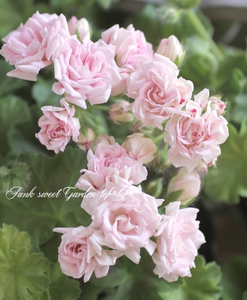 バラ咲きゼラニウム 『ミルフィーユ・ローズ』 | すべての商品