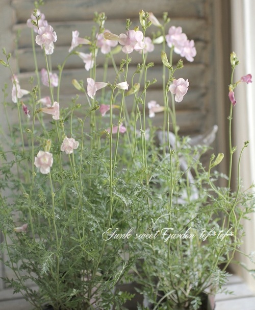 インカルビレア 『シェロン・ピンク』 | すべての商品 | | Junk sweet