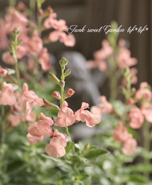 宿根サルビア 『サーモンダンス』 チェリーセージ | すべての商品