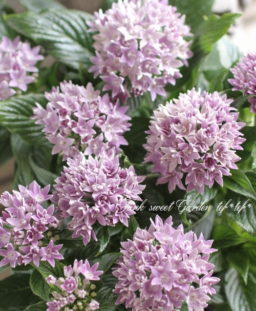 <i>Pentas lanceolata</i><BR><BR>Ƥν뤵繥<BR>ޤǳڤڥ󥿥<BR>֥롼ڥ󥿥Ȭ