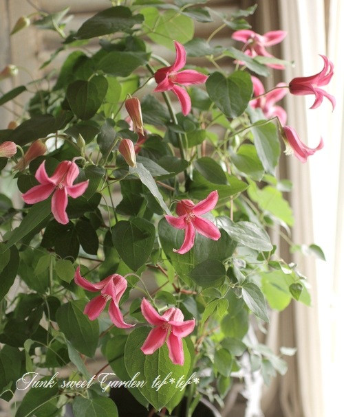 <i>Clematis </i><BR><BR>����ޥ���<BR>�إƥ����󥷥��١�no.1