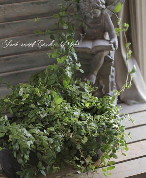 <i>Ficus 'Precious'</i><BR><BR>�ե������إץ쥷�㥹��