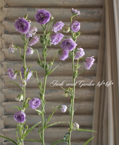 ☆良品☆スポード　カンパニュラ　CAMPANULA　デザートプレート　6枚 初登場】「ザ カンパネラ 東京」が大丸東京店1階 MVPスイーツに初出店
