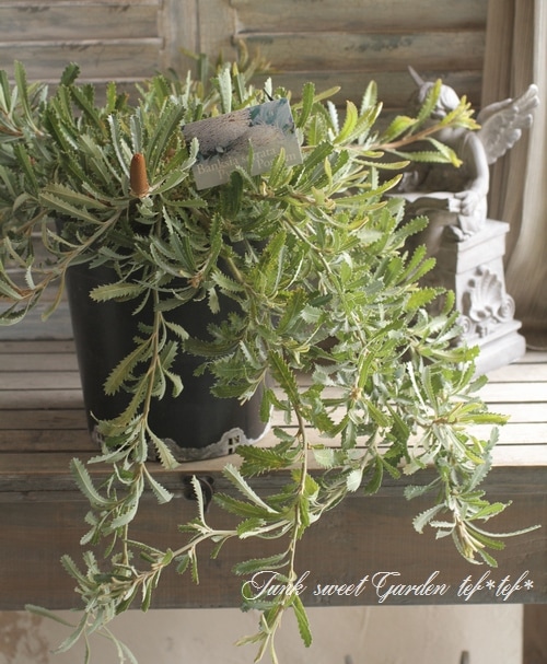 i>Banksia 'Pygmy Possum'</i><BR><BR>オーストラリアンプランツ<BR