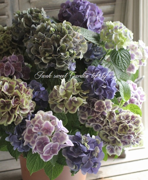I Hydrangea I Br Br 秋色紫陽花品種 Br スターラインシリーズ Br マース No 2 すべての商品 Junk Sweet Garden Tef Tef I Hydrangea I Br Br 秋色紫陽花品種 Br スターラインシリーズ Br マース No 2 すべての商品 Junk Sweet Garden Tef Tef