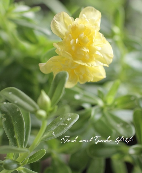 i>Portulaca oleracea cv.</i><BR><BR>小輪八重咲きポーチュラカ<BR
