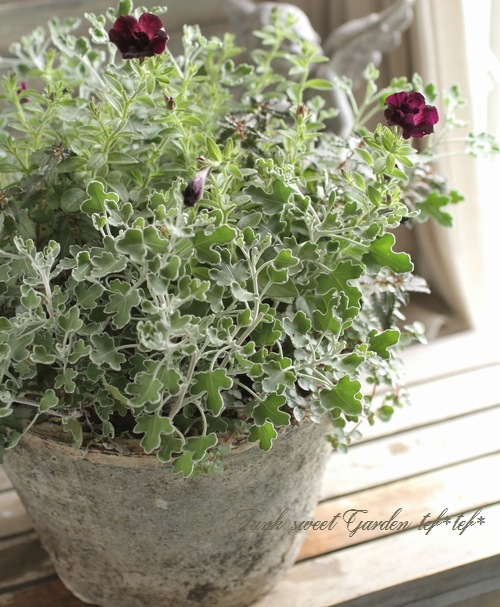 tef*tef*�󤻿��� 2016<BR> * no.51 *<BR>����Ȭ�ťڥ���˥�