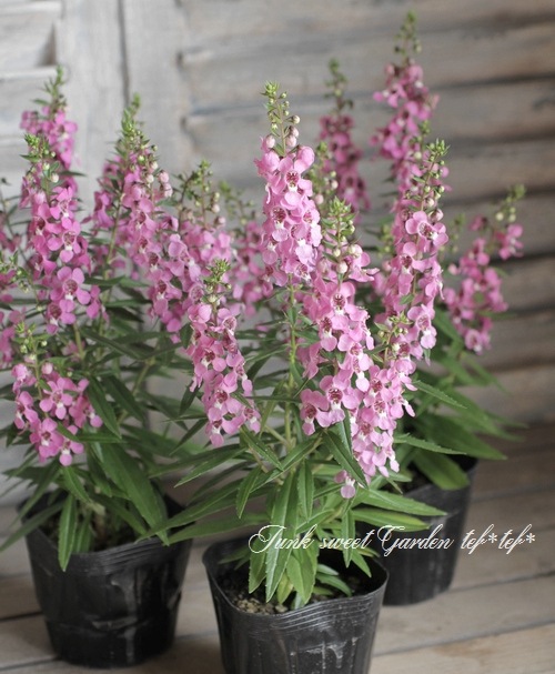 <i>Angelonia angustifolia</i><BR><BR>���󥲥��˥�<BR>�إ饺�٥꡼��