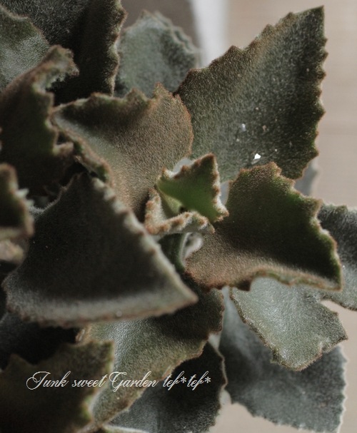 カランコエ ファング 大株 すべての商品 Junk Sweet Garden Tef Tef