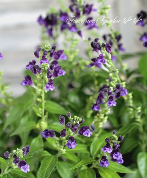 <i>Scutellaria��jyavanica</i><BR><BR>Ⱦ����OK�������ƥ�ꥢ<BR>��̾��Ωϲ��<BR>�إ٥�����