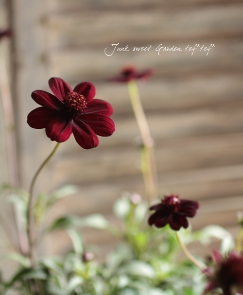 <i>Cosmos atrosanguineus</i><BR><BR>���祳�졼�ȥ����⥹<BR>���祳���������إ��祳���