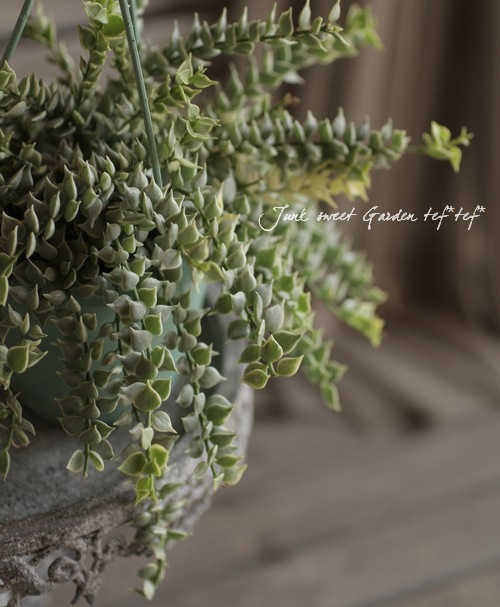 <i>Dischidia ruscifolia</i><BR><BR>������ǥ������ǥ���<BR>�ߥꥪ��ϡ��ȡإХꥨ��������