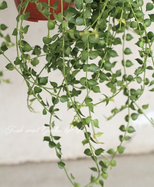 <i>Dischidia ruscifolia</i><BR><BR>������ǥ������ǥ���<BR>�ߥꥪ��ϡ��ȡإ��꡼��٥���