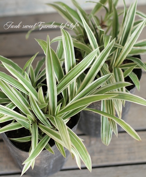 <i>Carex</i><BR><BR>����å���<BR>�إȥ쥸�㡼�������ɡ�