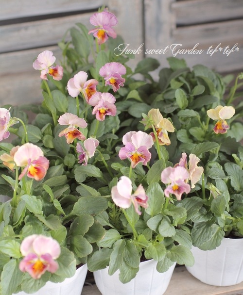 <i>Petunia��hybrida</i><BR><BR>������ݤ���<BR>�ӥ���إե���ե��ꥢ��