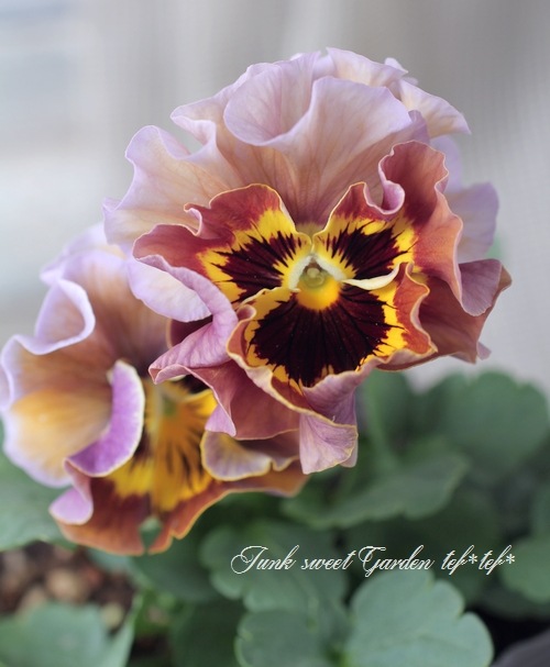 �ե��ѥ󥸡����ե�ե�إ֥��󥺡�