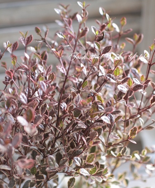 <i>Lophomyrtus ralphii</i><BR><BR>���ե��ߥ륿��<BR>�إޥ��å��ɥ饴�����ȭ��